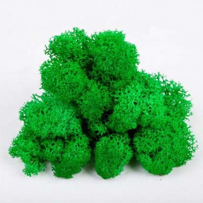 500g/box wholesale live lichen moss real preserved moss for decoration