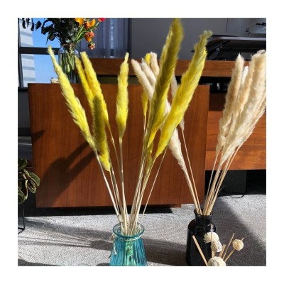 Wholesale ins style pampas grass dried flower for wedding decorative