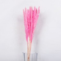 Wholesale phragmites pampas grass natural dried decorative preserved flower dried flowers