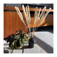 Wholesale natural dried pampas grass reed straw decorative foe wedding