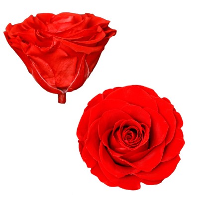 China factory supply 7-8cm red preserved rose head  eternal flowers