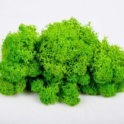 wholesale  preserved reindeer moss for wedding decoration long lasting