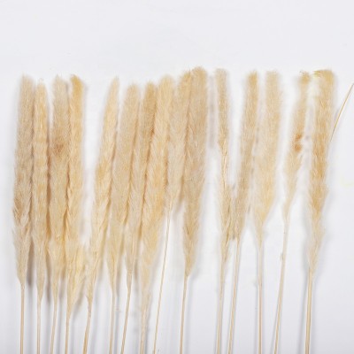 Wholesale cheap best natural real pampas grass wedding dried decorative flower