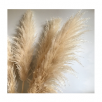 Wedding decoration modernn style dried large pampas grass foliage with 1.5m