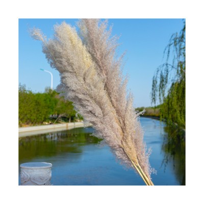 Artificial Pampas Grass Dried Flowers Tall Long Reed Grass for home wedding decor