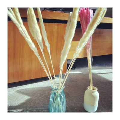 Weddings decor pampas grass dried flowers for weddings Decoration